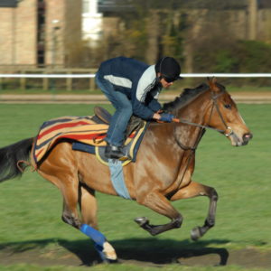 racehorse-2-1377005.jpg