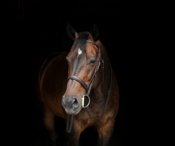 repos musculaire cheval de course