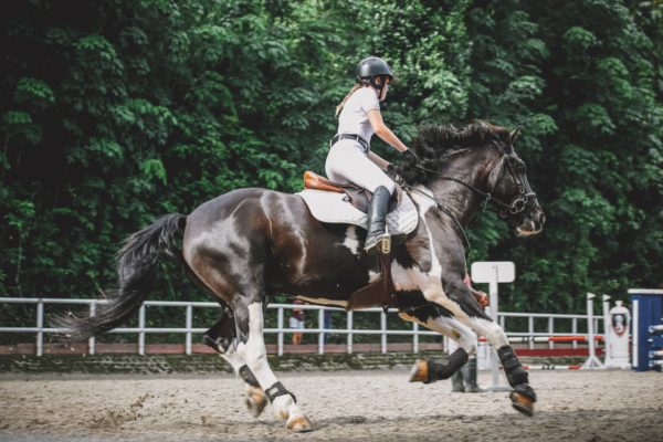 os solid cheval
