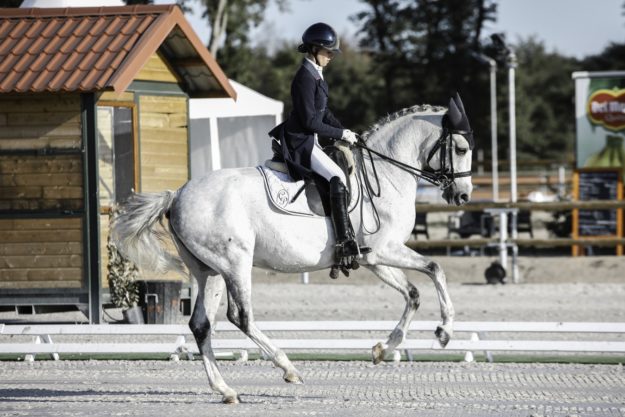 reparation-nazale-chevaux-chevaux-de-sport cheval de sport