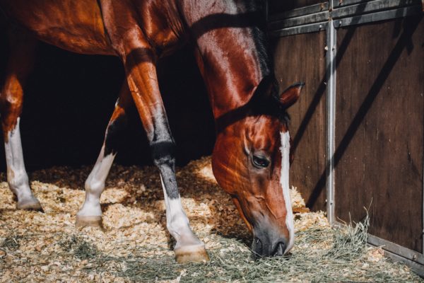 Reposer muscles cheval