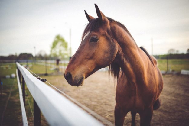 Quel aliment pour quel cheval alimentation, cheval, aliment