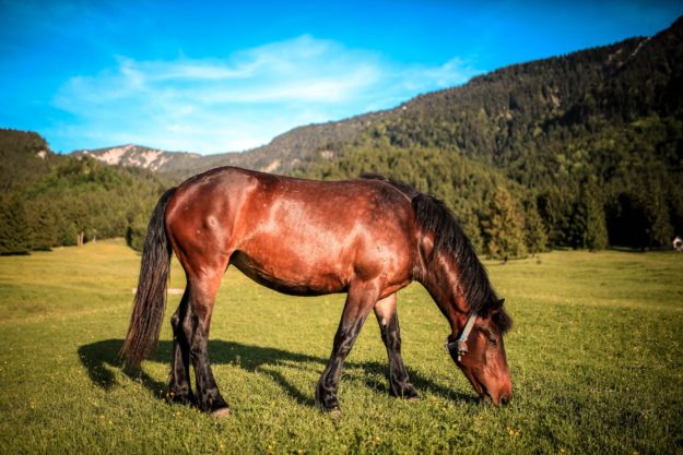 Alimentation cheval sans céréales bonne idée ou pas alimentation, cheval, céréales