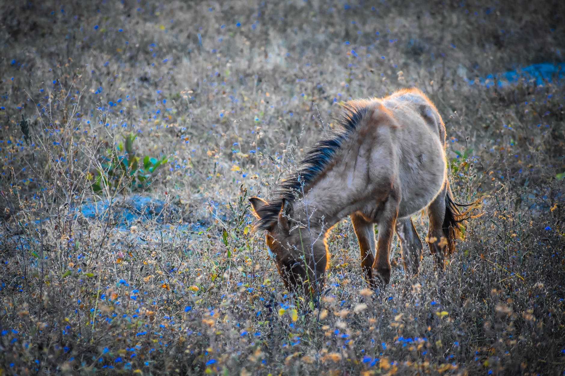 alimentation, cheval, céréales