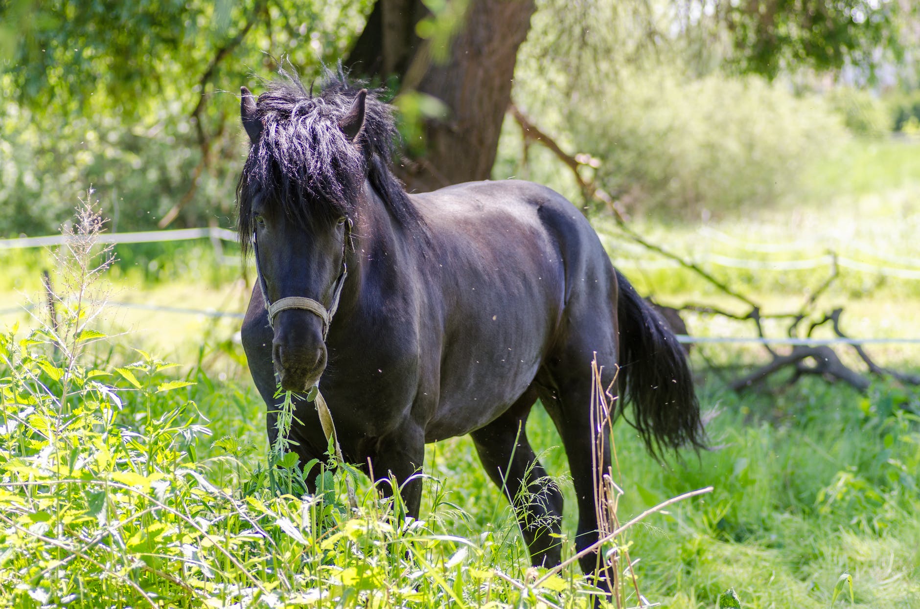 aliment, cheval